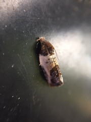 Argyroploce chlorosaris