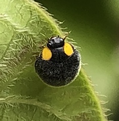 Apolinus lividigaster
