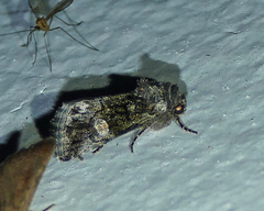 Copanarta aurea
