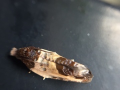 Argyroploce chlorosaris