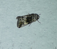 Copanarta aurea