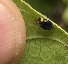 Apolinus lividigaster