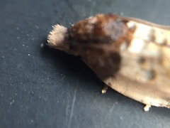 Argyroploce chlorosaris