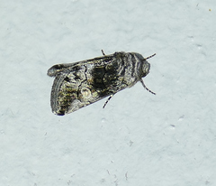 Copanarta aurea