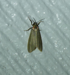 Haematomis uniformis