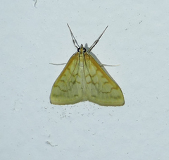 Hahncappsia pergilvalis