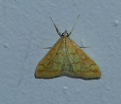 Hahncappsia pergilvalis