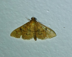 Psara obscuralis