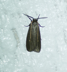 Hypoprepia inculta