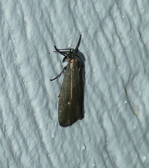 Hypoprepia inculta