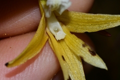 Dendrobium striolatum