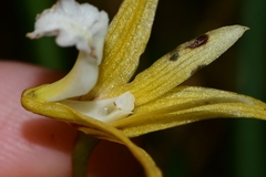 Dendrobium striolatum