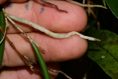 Dendrobium striolatum