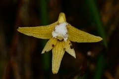 Dendrobium striolatum