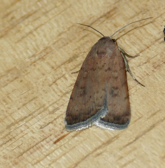 Micrathetis