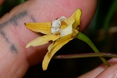 Dendrobium striolatum