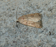 Micrathetis