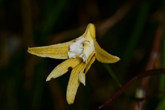 Dendrobium striolatum