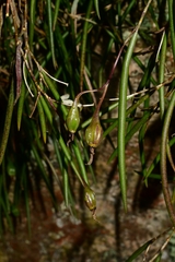 Dendrobium striolatum
