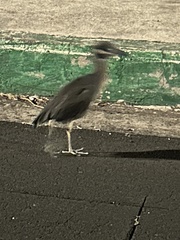 Nyctanassa violacea pauper