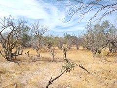 Cylindropuntia cholla