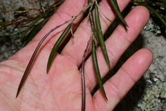 Dendrobium striolatum