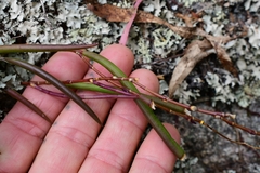 Dendrobium striolatum