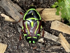 Eupoecila australasiae