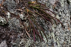 Dendrobium striolatum