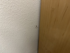 Pholcus phalangioides