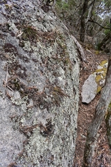 Dendrobium striolatum