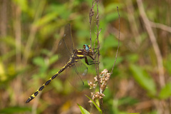 Cordulegaster obliqua