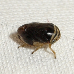 Clastoptera testacea