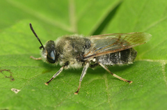 Stratiomys longicornis