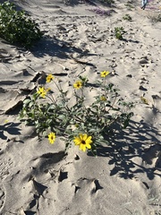 Helianthus petiolaris canescens