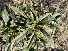 Eriodictyon trichocalyx