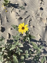 Helianthus petiolaris canescens