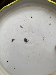 Disonycha leptolineata