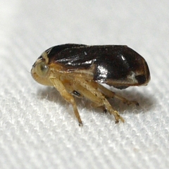 Clastoptera testacea