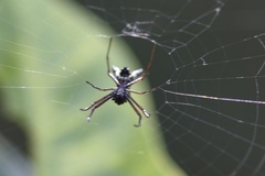 Micrathena sexspinosa