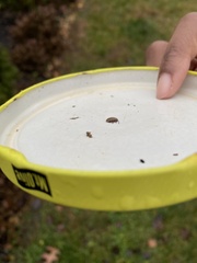 Disonycha leptolineata