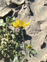 Helianthus petiolaris canescens