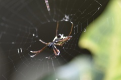 Micrathena sexspinosa
