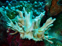 Pectinia paeonia