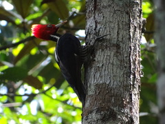 Campephilus guatemalensis