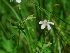 Geranium richardsonii