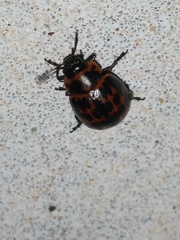 Platyphora congregata