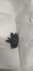 Xylocopa fimbriata