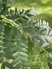 Gleditsia triacanthos