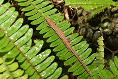 Takydromus viridipunctatus